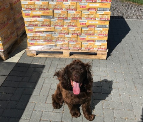 Rescue dog with food donation Rescue dog with food donation