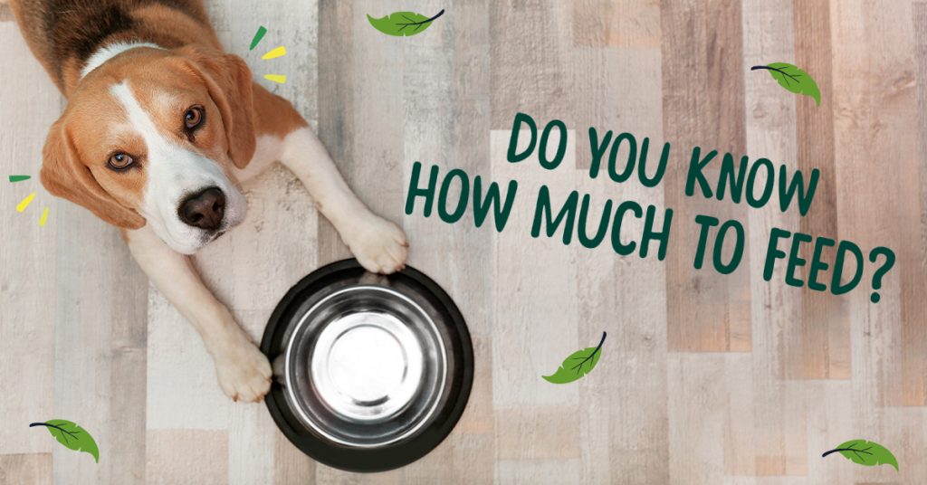 How much should I feed my dog?