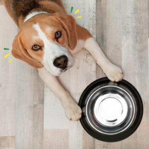 How much food should I feed my dog?