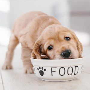How much food should I feed my puppy?