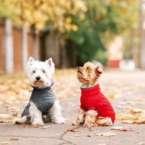 Can clothing be beneficial to your dog?