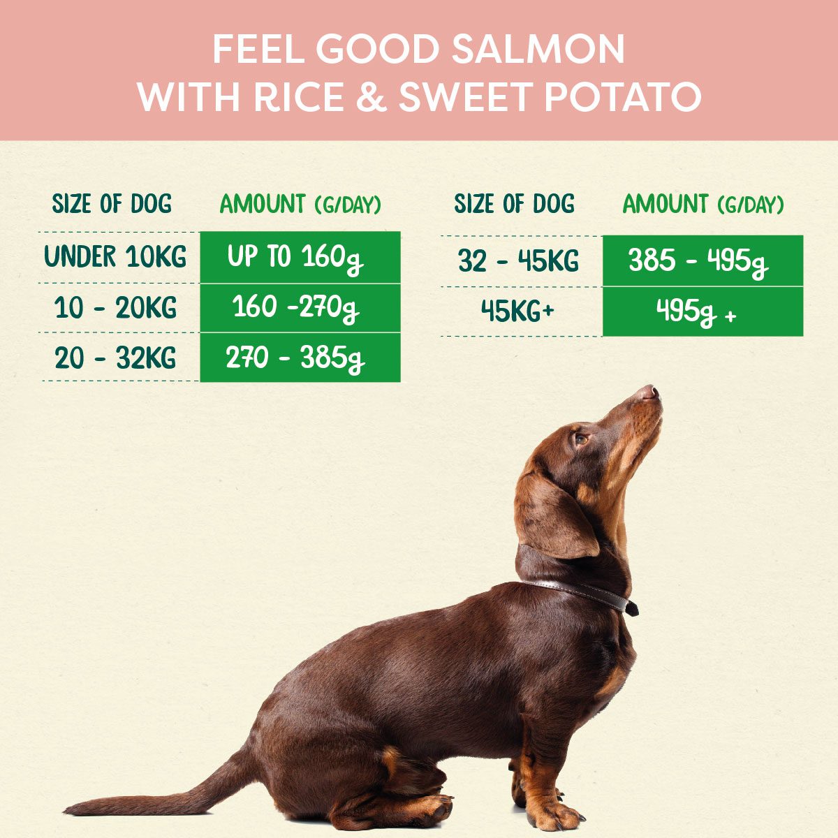 Is Salmon And Rice Good For Dogs