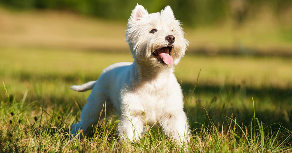 west highland white terrier in grass