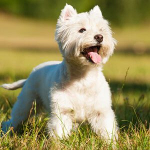 white dog in field