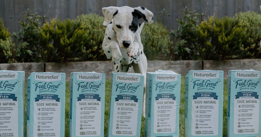 dalmation with Feel Good Fish wet food