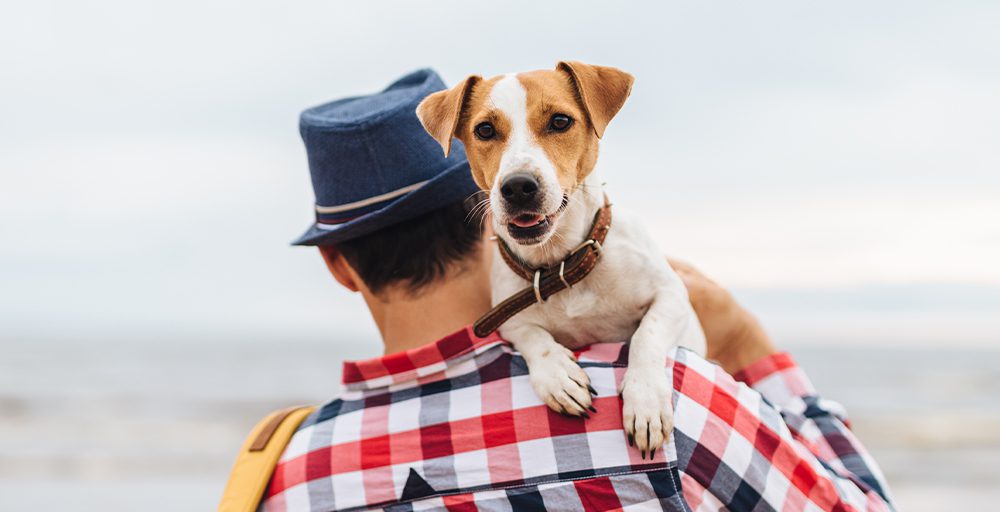 dog friendly holidays dog friendly holidays