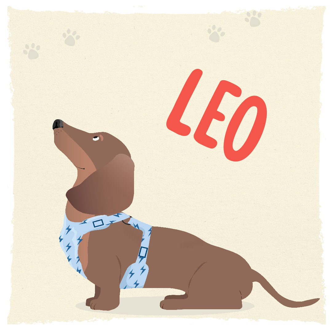 Meet Humphrey and Friends - Leo the Dachshund