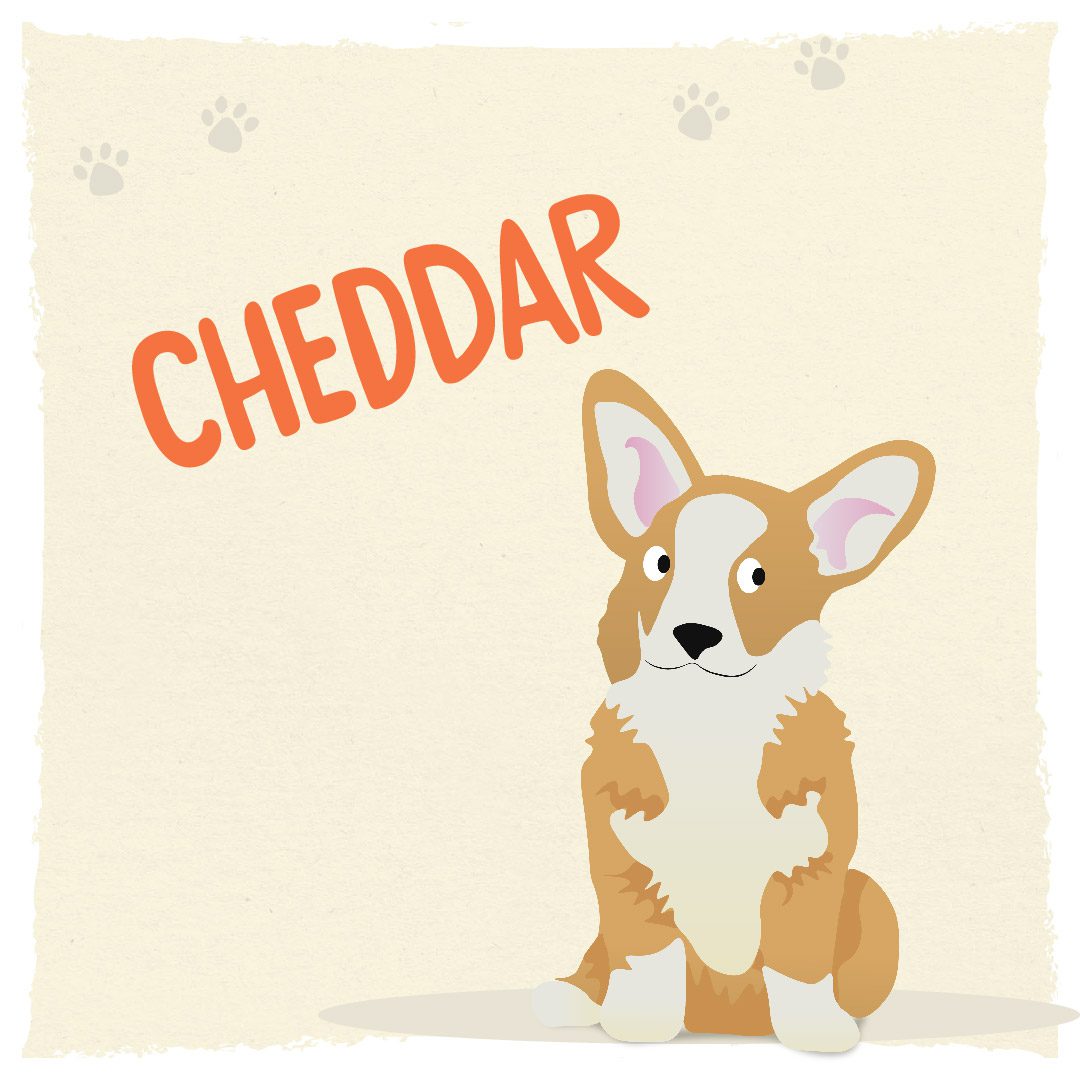 Meet Humphrey and Friends - Cheddar the Corgi