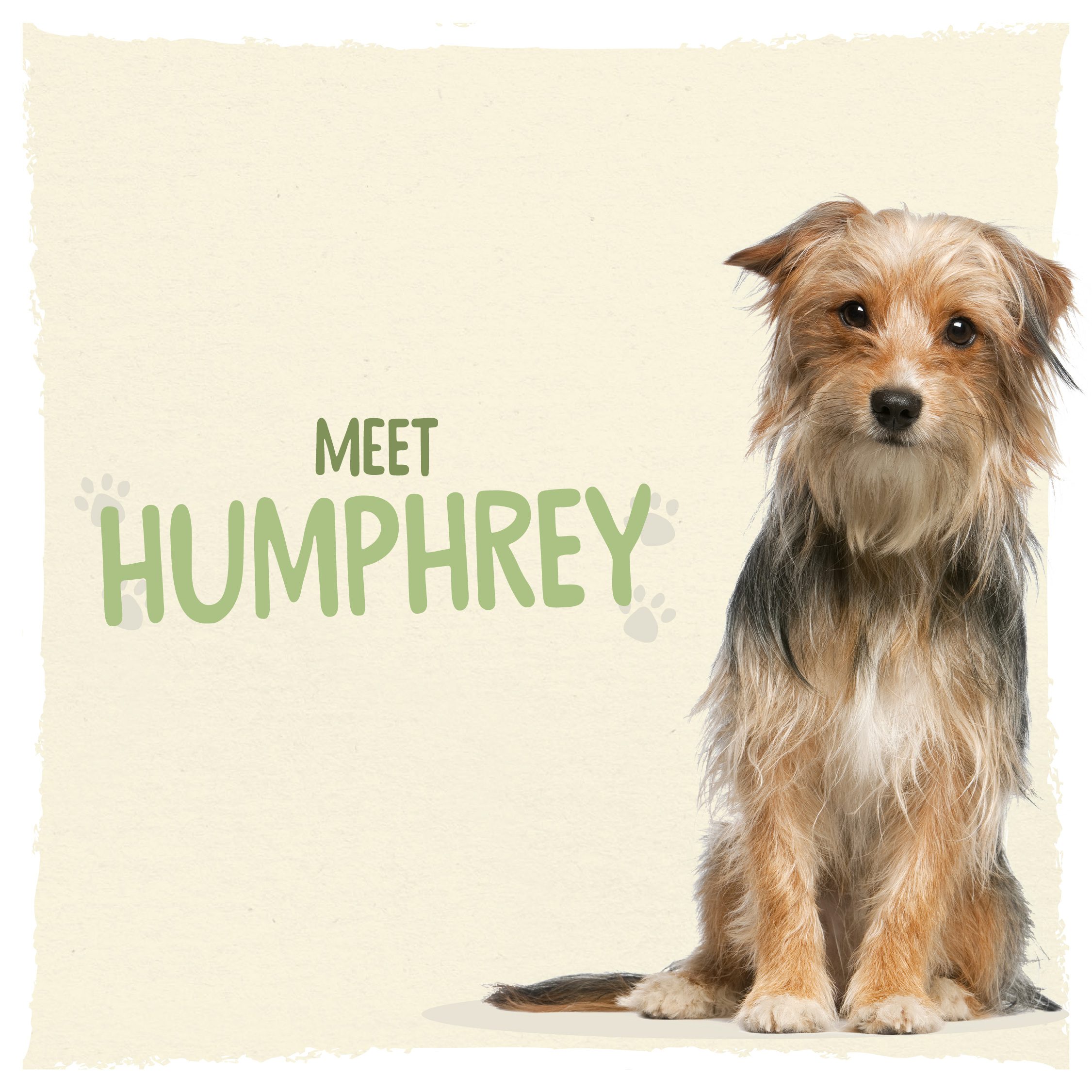 Meet Humphrey and Friends - Humphrey the Romanian crossbreed