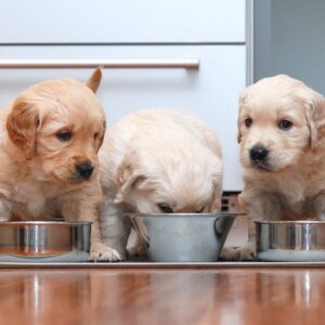 Puppies at their food bowls
